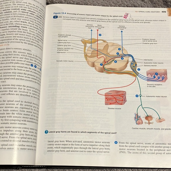 A&P principles of anatomy and physiology textbook - Picture 7 of 9